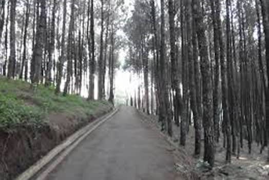 Hutan Pinus di Puncak Bintang Bandung